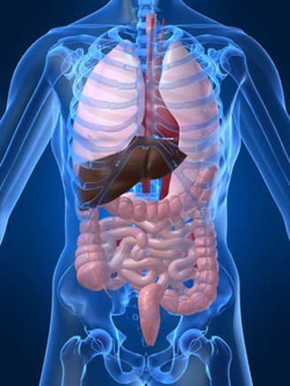 How the respiratory system works with a digestive system - Human Body